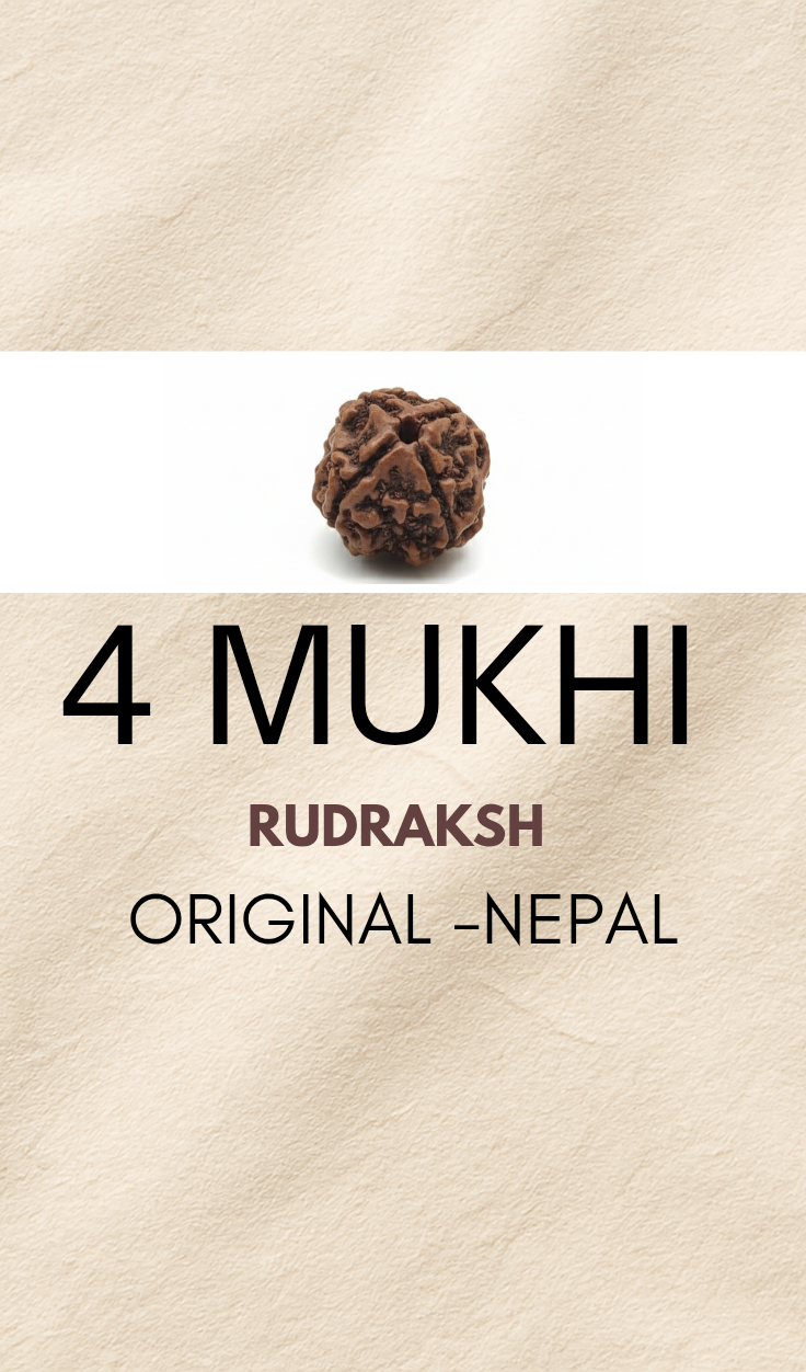 4 mukhi rudraksha